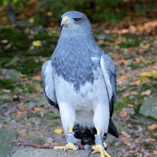 鸟飞，捕食者，性质，鹰，特写，飞，鸟喙，拓荒