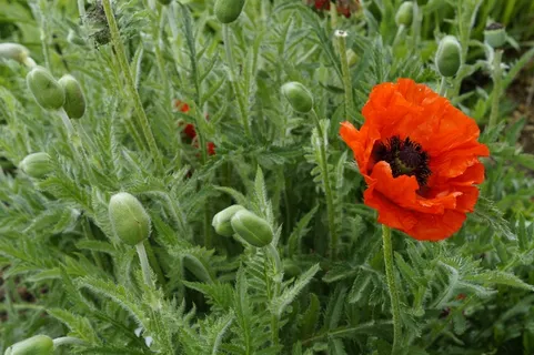 罂粟，罂粟，光，明亮，红色，Klatschmohn，夏天