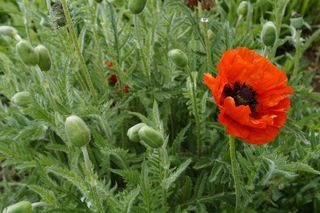 罂粟，罂粟，光，明亮，红色，Klatschmohn，夏天