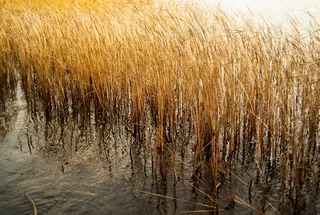 性质，植物，水，芦苇，池塘，棕色，干，枯萎