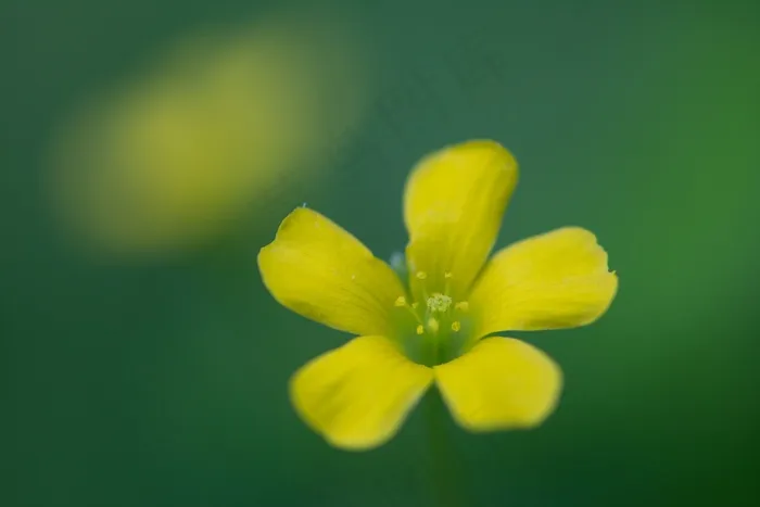alis浆草，词缀，花，花卉特写