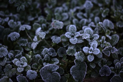 花，蓝色，Leann，纹理，背景，自然