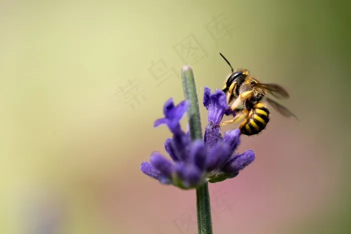 蜜蜂，花，授粉，花粉，昆虫，性质，春天