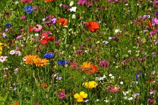花草甸，Farbenpracht，夏天，夏天花
