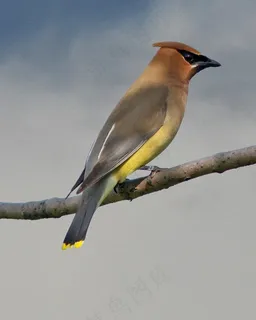 雪松，蜡，翼，鸟，黄色，天空，观鸟，Kd9Ced