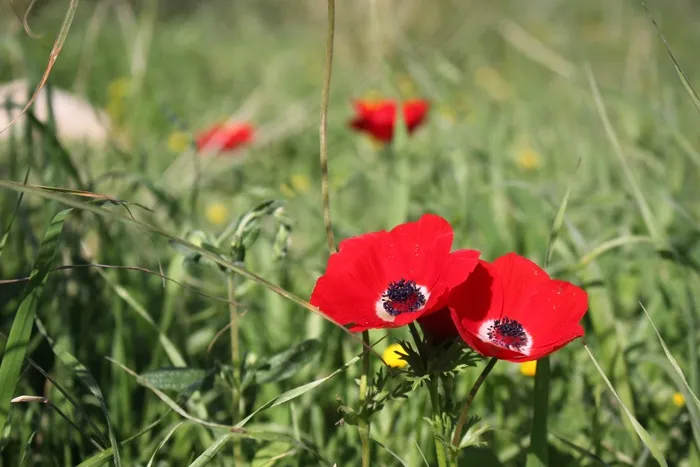 罂粟，花，红色，草地