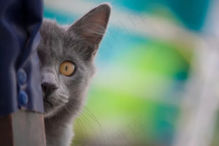 小猫，猫，宠物，动物，动物，猫的，猫
