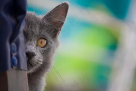 小猫，猫，宠物，动物，动物，猫的，猫