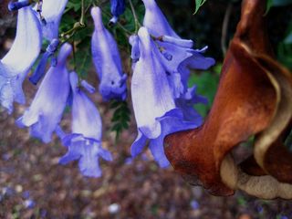 花瓣稀少，柔软，紫色，种子荚，棕色，坚硬，开放