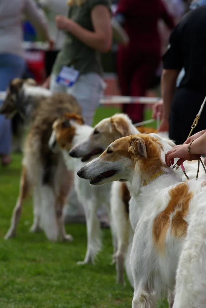 狗，狗展，俄罗斯猎狼犬，俄国猎狼犬，动物