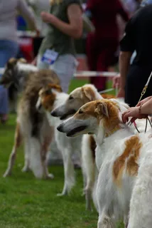 狗，狗展，俄罗斯猎狼犬，俄国猎狼犬，动物