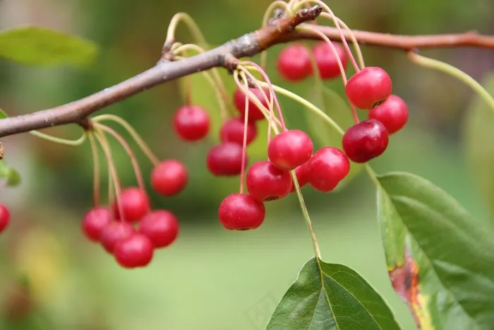 水果，森林，山，红浆果，红色，秋，木