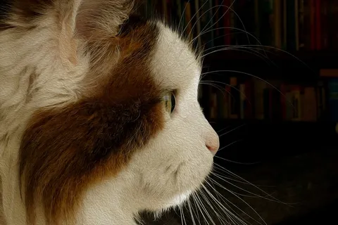 猫，动物，家猫，哺乳动物，Mieze，动物世界