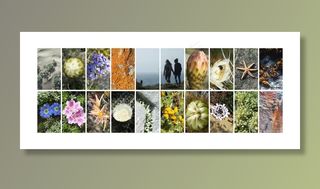 拼贴画，性质，仙人掌，花，拓荒，智利，哥斯达黎加