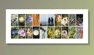 拼贴画，性质，仙人掌，花，拓荒，智利，哥斯达黎加