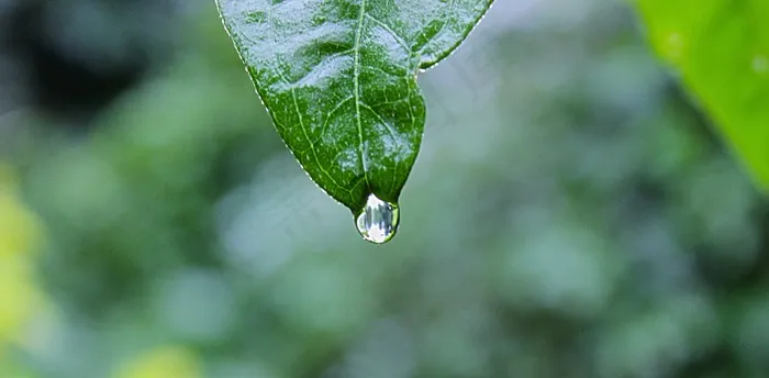 rainfall zen,树叶,甜罗勒,渐尖叶,紫露草属,叶与雨滴的观察镜头