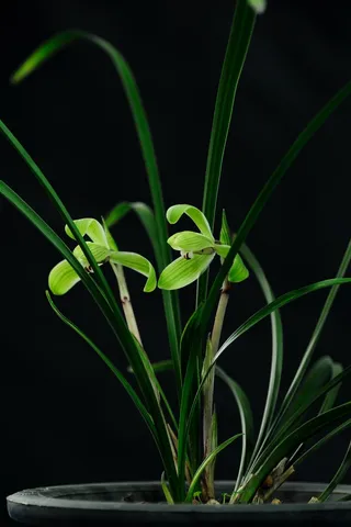 兰花，花，兰花，静物