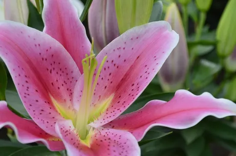 鲜花,自然,粉红色 鲜花,自然,粉红色