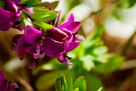 粉红色的花朵，叶子，开花