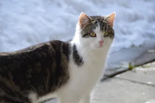 猫，雪，冬天，Mieze