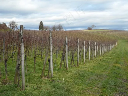 景观，葡萄藤，葡萄种植，葡萄酒产区，葡萄园