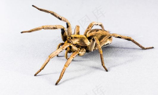 蜘蛛，蜘蛛，昆虫，关闭