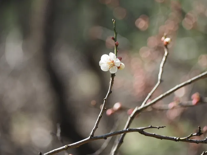 日本春季梅花