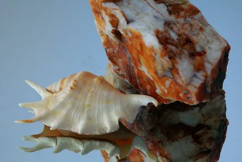 贝壳,岩石,石头,斑驳,纹理,发票 贝壳,岩石,石头,斑驳,纹理,发票