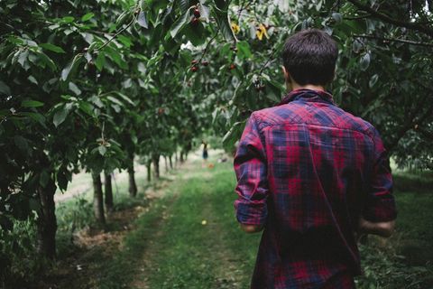 采摘,果林,松林,桃,大棚,樱桃园里的家伙