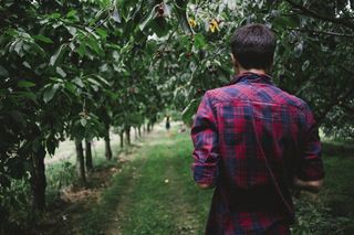 采摘,果林,松林,桃,大棚,樱桃园里的家伙