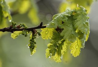 花，橡树，雨，叶子，树，一滴水，春天