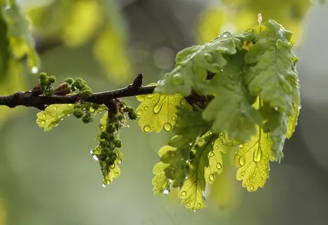 花,橡树,雨,叶子,树,一滴水,春天 花,橡树,雨,叶子,树,一滴水,春天