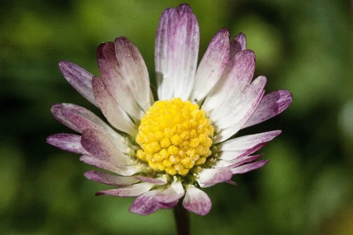 雏菊，开花，贝利斯哲学，陶森肖恩