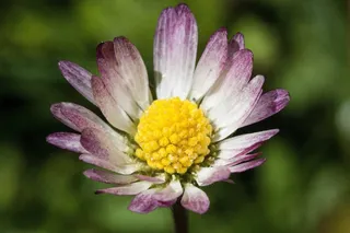 雏菊，开花，贝利斯哲学，陶森肖恩