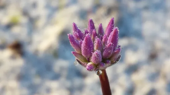 微型，露水，早晨，雨滴，萌芽，特写