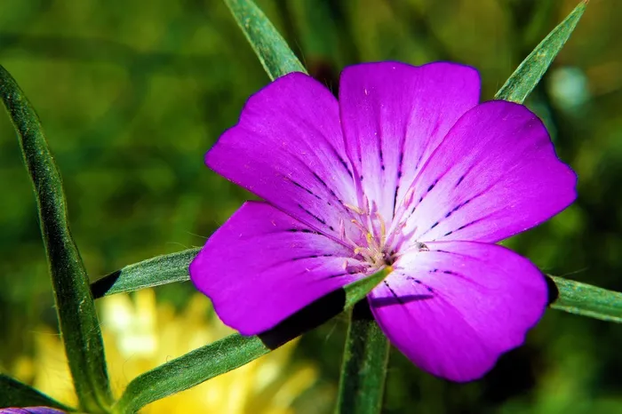 花，开花，鲜花，紫色，紫