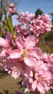 鲜花,粉红色,花园,Pfirsichbaeumchen,关闭,性质 鲜花,粉红色,花园,Pfirsichbaeumchen,关闭,性质