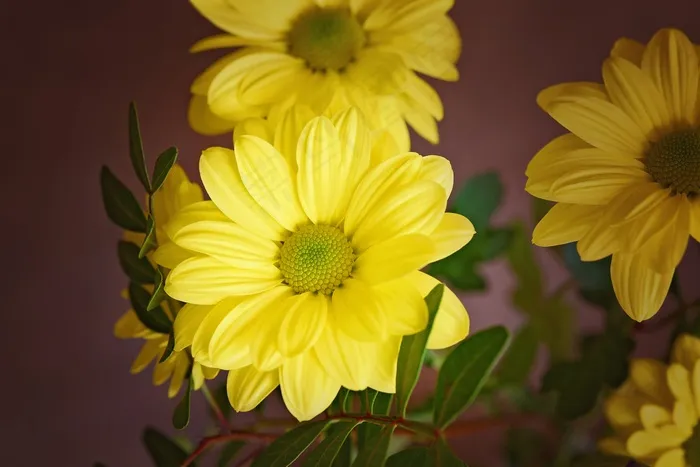 树雏菊，花，开花，黄色