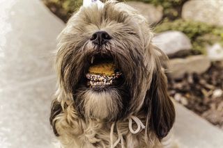 Shihtzu，饼干，狗，动物，犬，食品，嬉戏