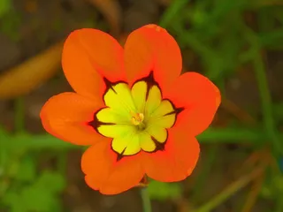 Spraxia，充满活力，灯泡，花，春天，花的，季节