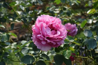 一朵玫瑰，粉红玫瑰