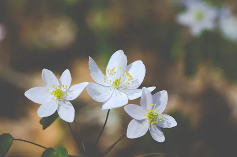 鲜花,野,春天,白,花瓣,自然 鲜花,野,春天,白,花瓣,自然