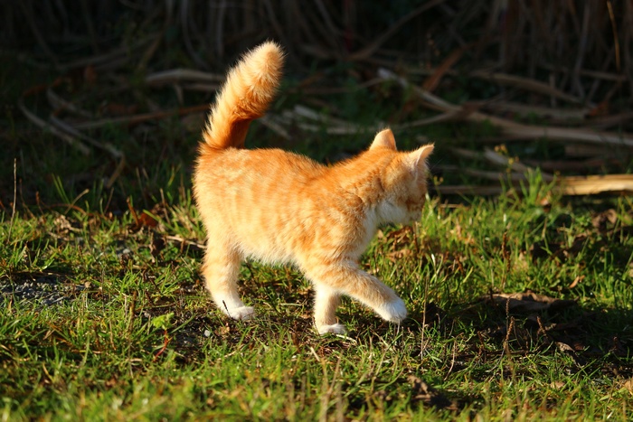 猫，小猫，猫宝宝，幼猫，鲭鱼