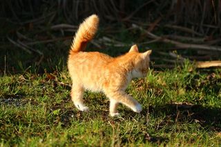 猫，小猫，猫宝宝，幼猫，鲭鱼