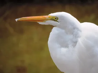 自然，苍鹭，鸟