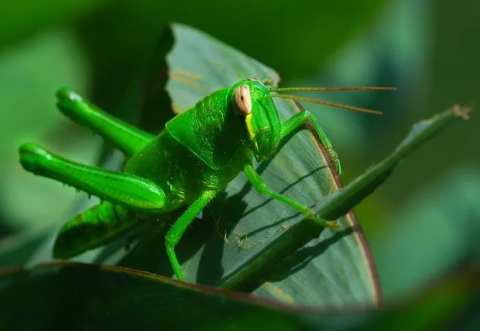 昆虫类,自行车,蝈蝈,稻螽斯,蚂蚱,蚱蜢