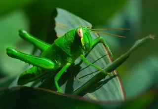 昆虫类,自行车,蝈蝈,稻螽斯,蚂蚱,蚱蜢
