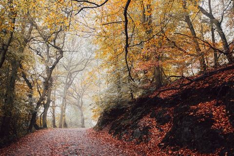 径，伍兹，森林，树木，路径，叶子，自然