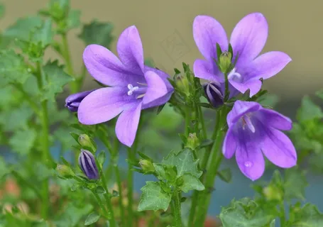 风铃草,花,贝尔,风信子,鲜花 风铃草,花,贝尔,风信子,鲜花
