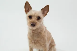 狗，动物，宠物，肖像